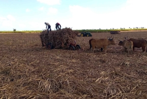 Higuey - Rio Chavon: Immerse yourself in Dominican life