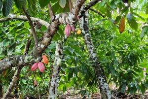 Individual full-day tour 'Land & People' - from/to Bávaro/Punta Cana