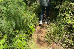 Into the Green: Jungle Trails & Hidden Cascadas in Bonao