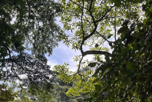 Into the Green: Jungle Trails & Hidden Cascadas in Bonao