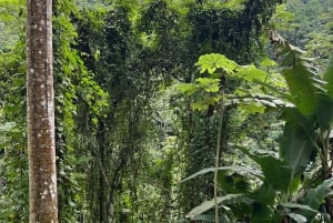 Into the Green: Jungle Trails & Hidden Cascadas in Bonao