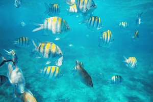 Isla Catalina: All-Inclusive-Schnorcheln und Strandtag in Punta Cana