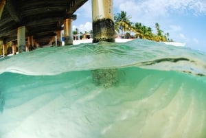 Isla Saona Wildlife Safari: All-inclusive-paketti