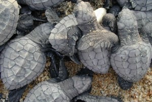 Isla Saona Wildlife Safari: All-inclusive-paketti