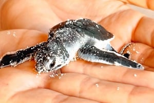 Isla Saona Wildlife Safari: All-inclusive-paketti