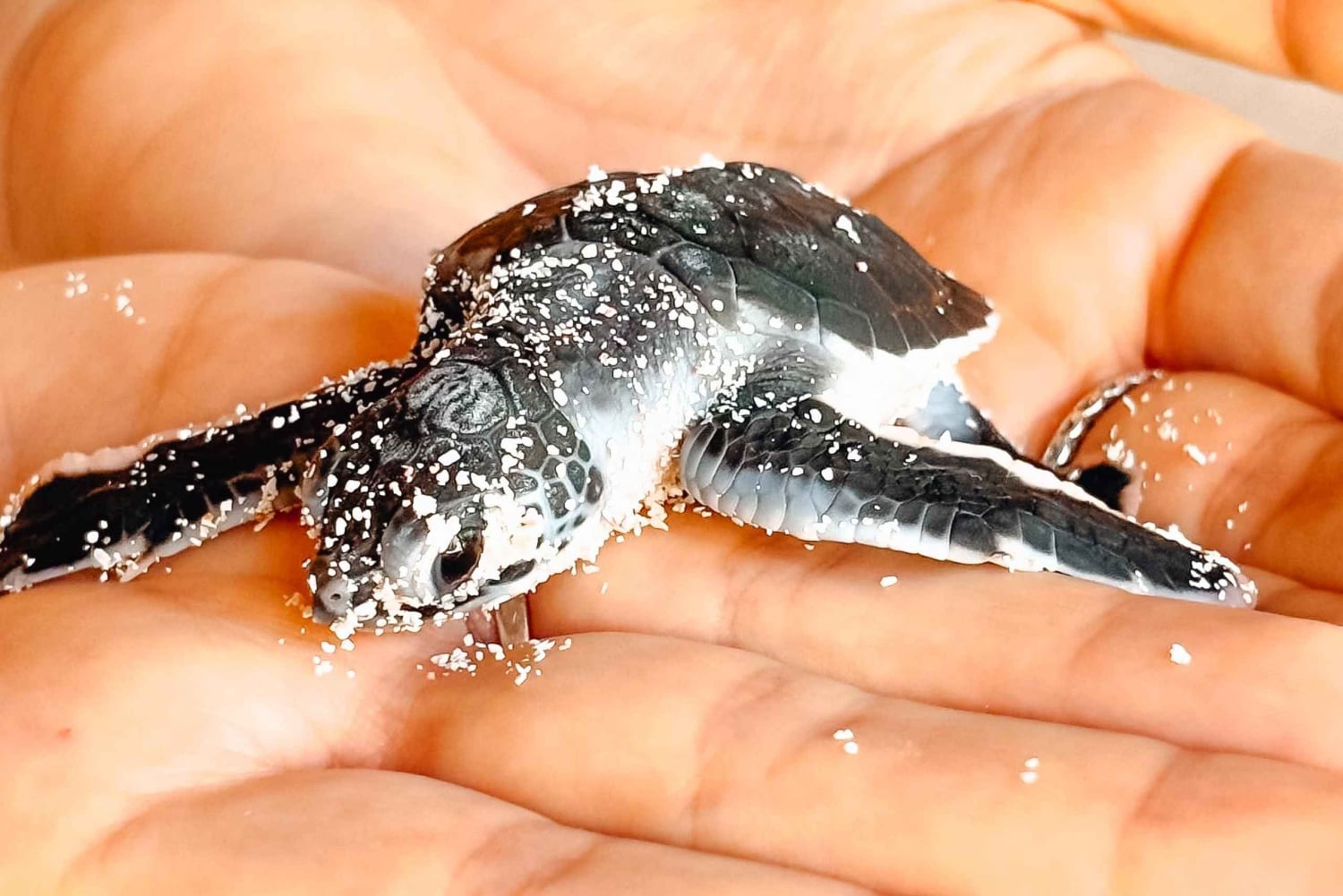 Isla Saona Wildlife Safari: Your All-Inclusive Escape