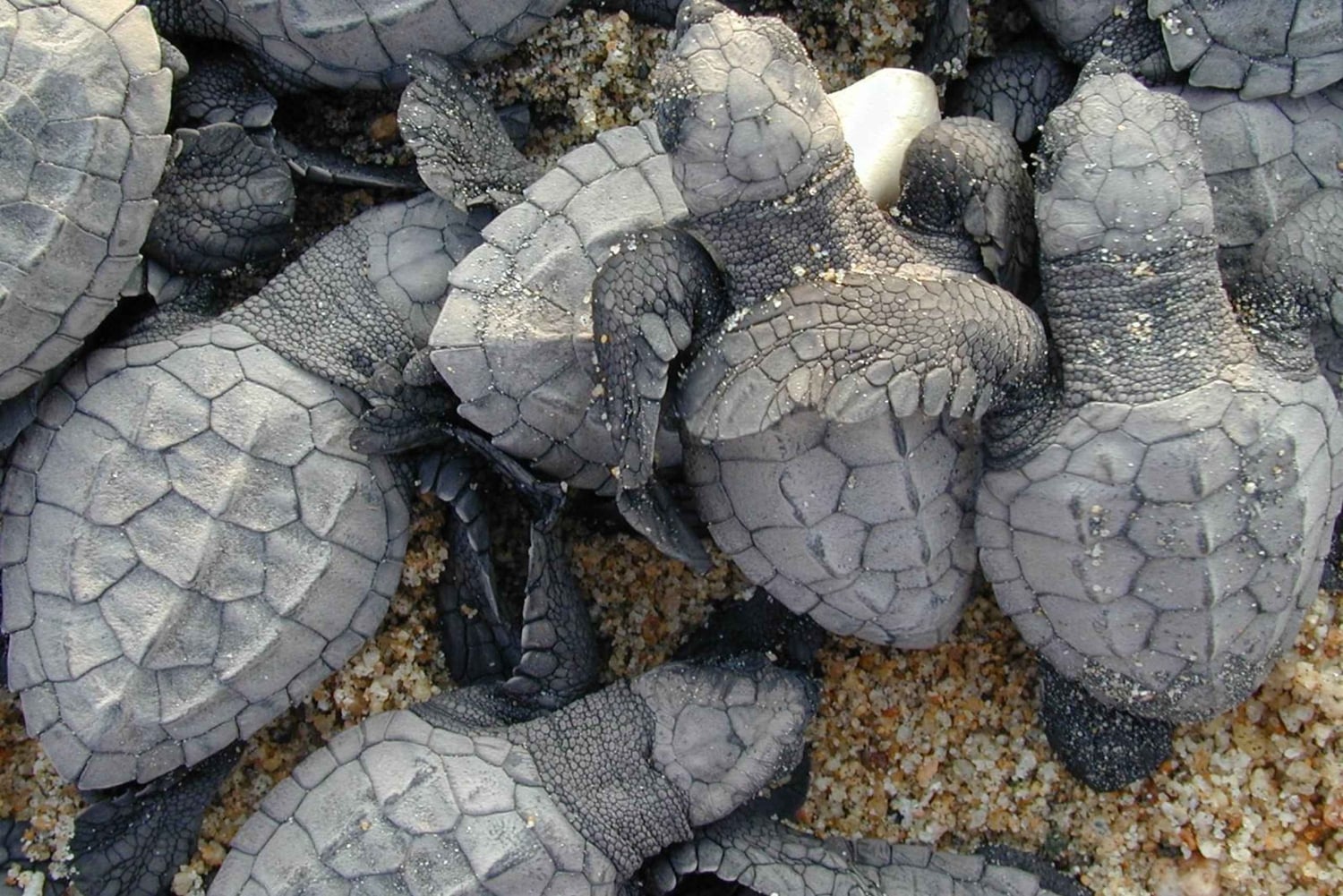 Isla Saona Wildlife Safari: Your All-Inclusive Escape