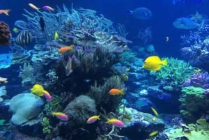 La Romana: viagem de 1 dia à Ilha Catalina com almoço e bebidas
