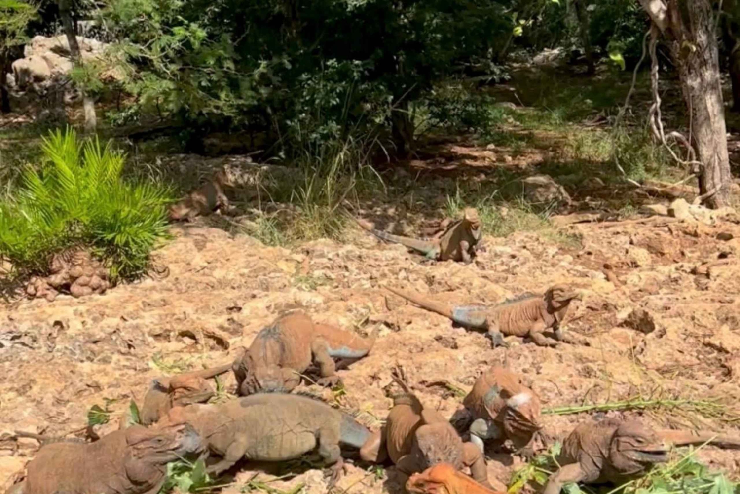 La Romana Half-Day Small Group Tour: Cave, Maze & Culture