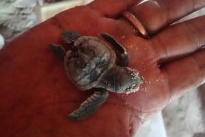 La Romana: rondvaart naar het eiland Saona met lunch