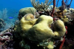 La Romana: Saona-saaren kiertue lounaalla Mein Schiffille