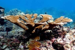 La Romana: Saona-saaren kiertue lounaalla Mein Schiffille