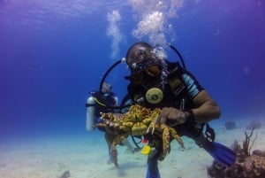 La Romana: Immersioni subacquee nell'Isola di Catalina