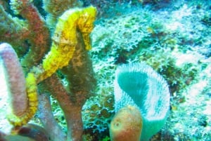 La Romana: Scuba Diving in Catalina Island