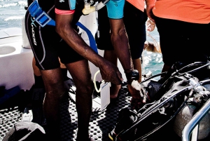 La Romana: Buceo en la Isla Catalina