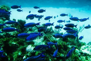 La Romana: Buceo en la Isla Catalina