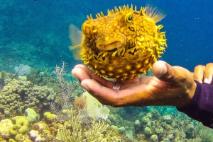 La Romana: Buceo en la Isla Catalina