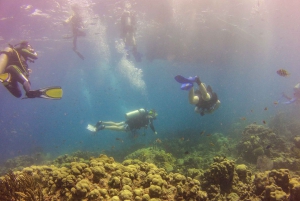 La Romana: Buceo en la Isla Catalina
