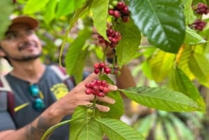Las Terrenas: ATV Tour with Farm Visit and Beach Stop