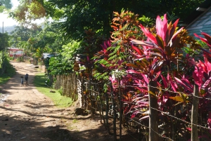 Las Terrenas: El Limón Waterfall Trekking Tour in Samana