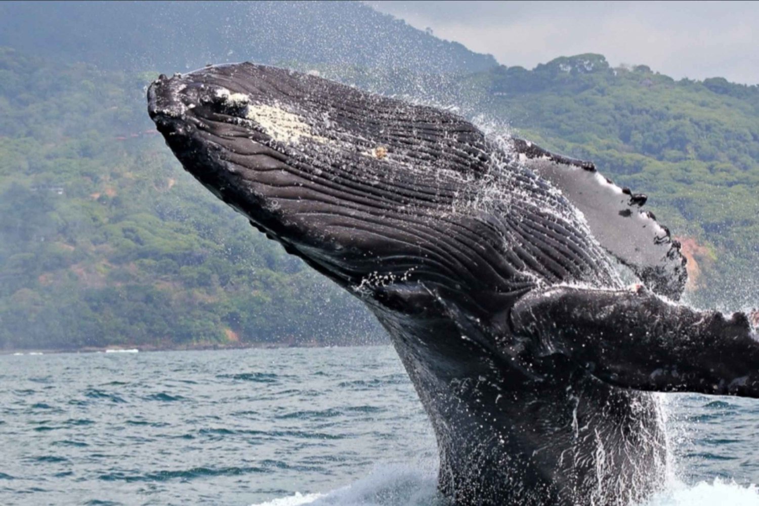 Las Terrenas : Demi-journée privée d'observation des baleines