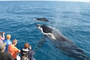 Las Terrenas : Demi-journée privée d'observation des baleines