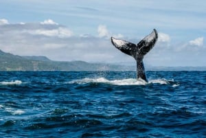 Las Terrenas: Private Whale Watching Half day