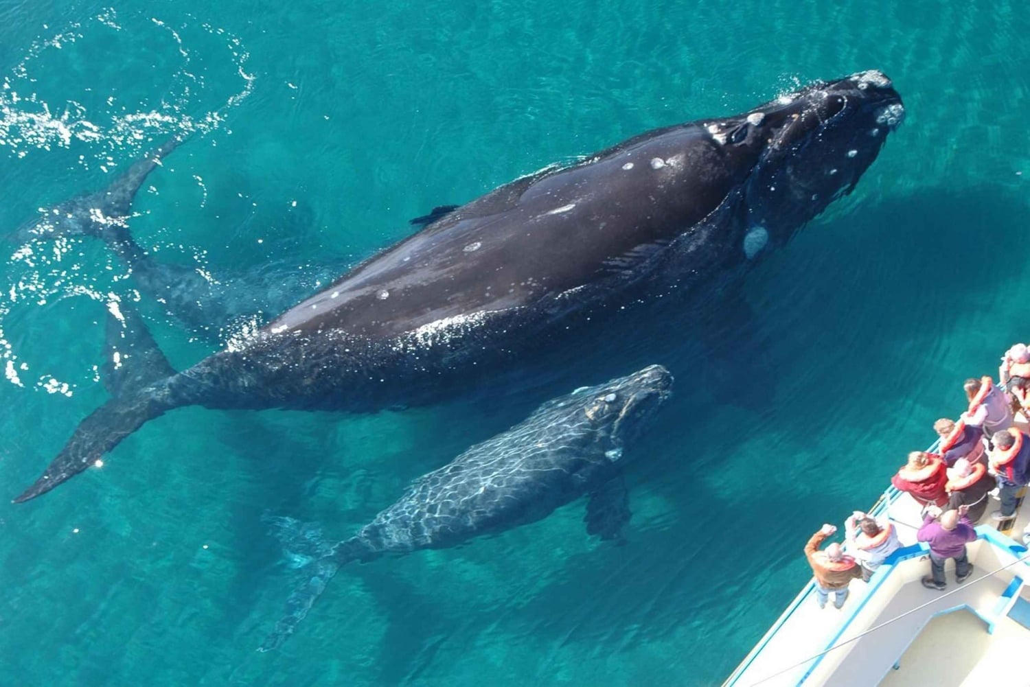 Las Terrenas: Whale Watching und Cayo Levantado Island Tour