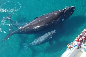 Las Terrenas: Valasbongaus ja Cayo Levantadon saarikierros