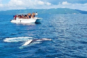 Las Terrenas: Whale Watching und Cayo Levantado Island Tour