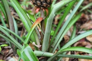 Los Haitises: Boat Excursion and Walking Tour with Lunch