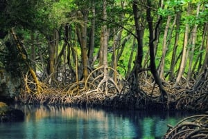 Los Haitises: Boottocht Sabana de la mar, Grotten & Mangroven