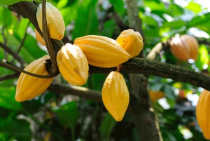 Los Haitises: Caminata por la selva tropical del cacao y el café/Tour en barco