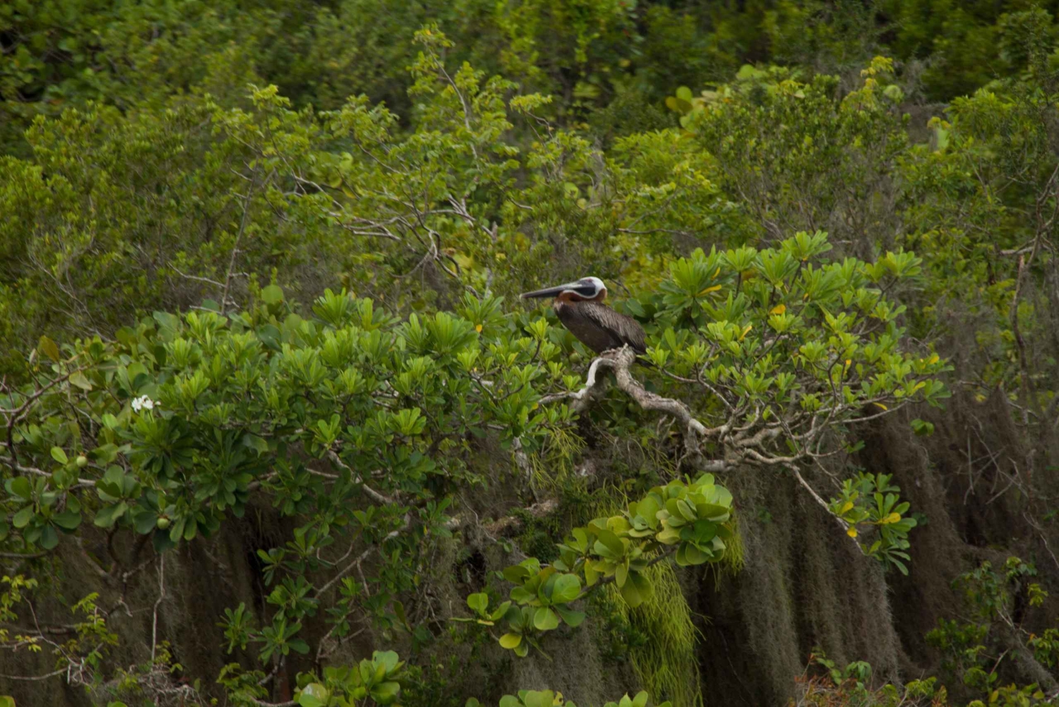 Los Haitises: Cayo Levantado, Haitises i pokoje typu deluxe