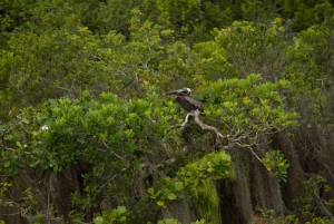 Los Haitises: Cayo Levantado, Haitises & Deluxe Rooms