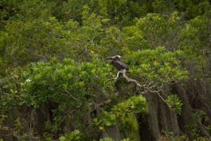 Los Haitises: Cayo Levantado, Haitises i pokoje typu deluxe