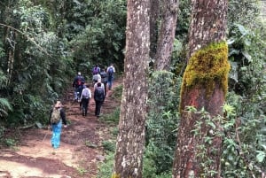 Los Haitises: begeleide kajaktocht met lokale gids