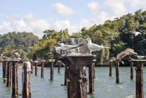 From Samana: Los Haitises Boat and Walking Tour with Lunch