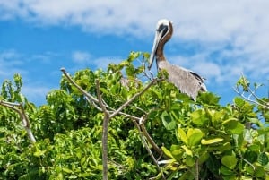 Los Haitises Nationalpark: Bådtur og grottebesøg