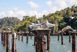 Los Haitises National Park: Private Boat Tour from Caño