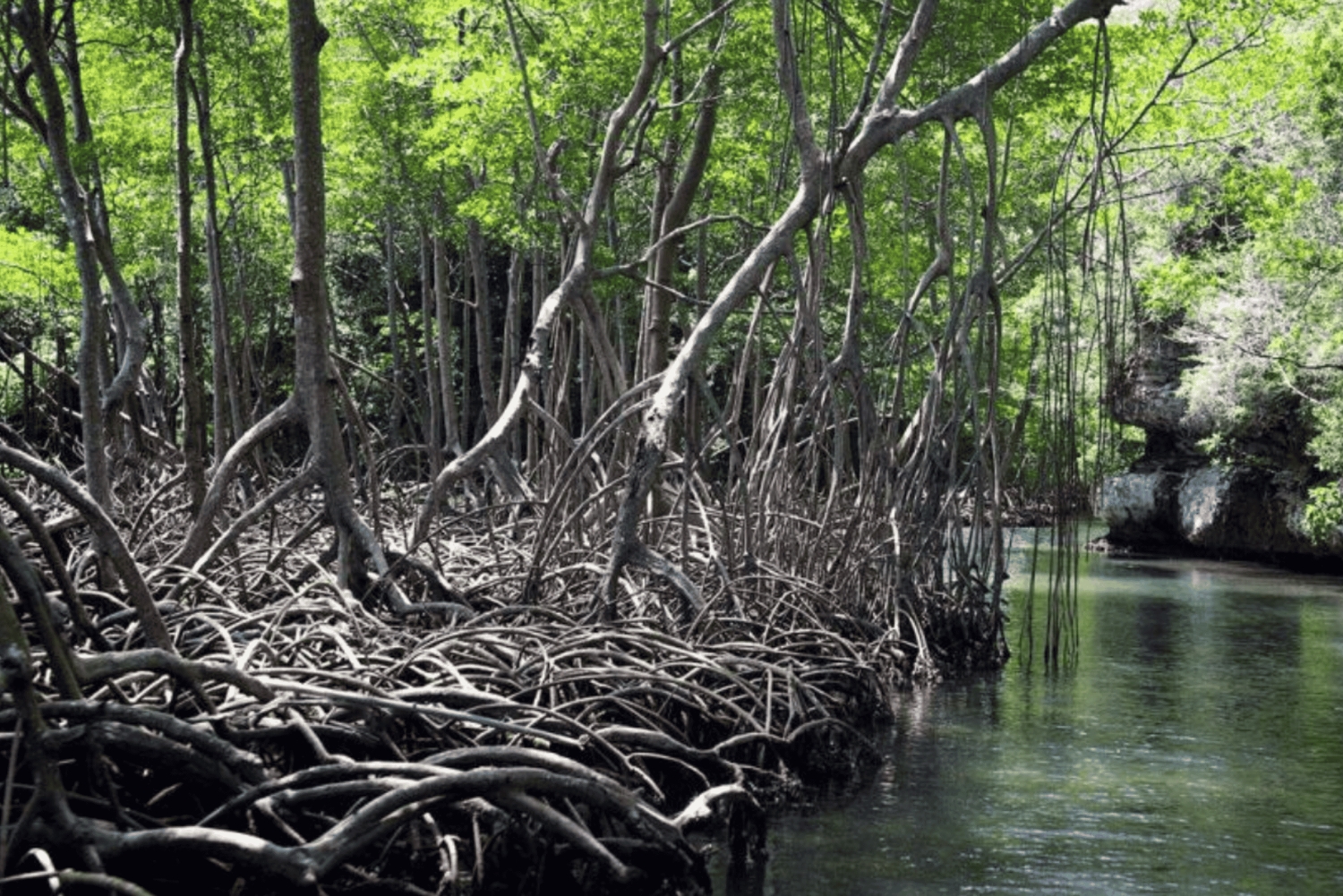 Los Haitises: Private Boat Tour from Caño Hondo Port
