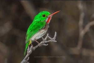 Los Haitises: Alba o tramonto con focus sulla fauna selvatica