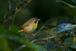 Los Haitises : Lever ou coucher de soleil sur la faune et la flore