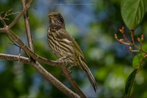 Los Haitises: Alba o tramonto con focus sulla fauna selvatica