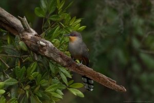 Los Haitises: Alba o tramonto con focus sulla fauna selvatica