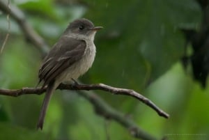 Los Haitises: Alba o tramonto con focus sulla fauna selvatica