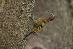 Los Haitises: Alba o tramonto con focus sulla fauna selvatica