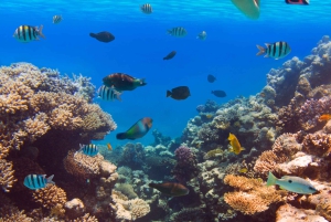 Croisière privée en mini-yacht de luxe dans le parc national de Cotubanamá