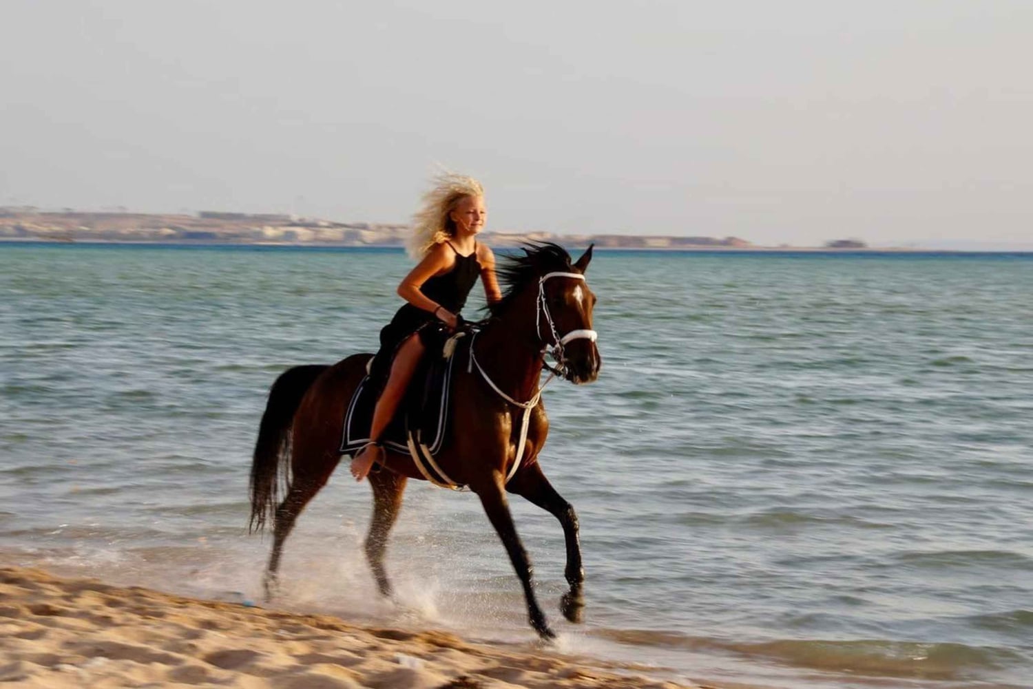 Makadi Bay: Horse Riding in Desert & Sea w Guide + Transfers