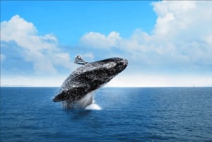 Miches: Half Day Whale Watching Catamaran Tour with Snacks